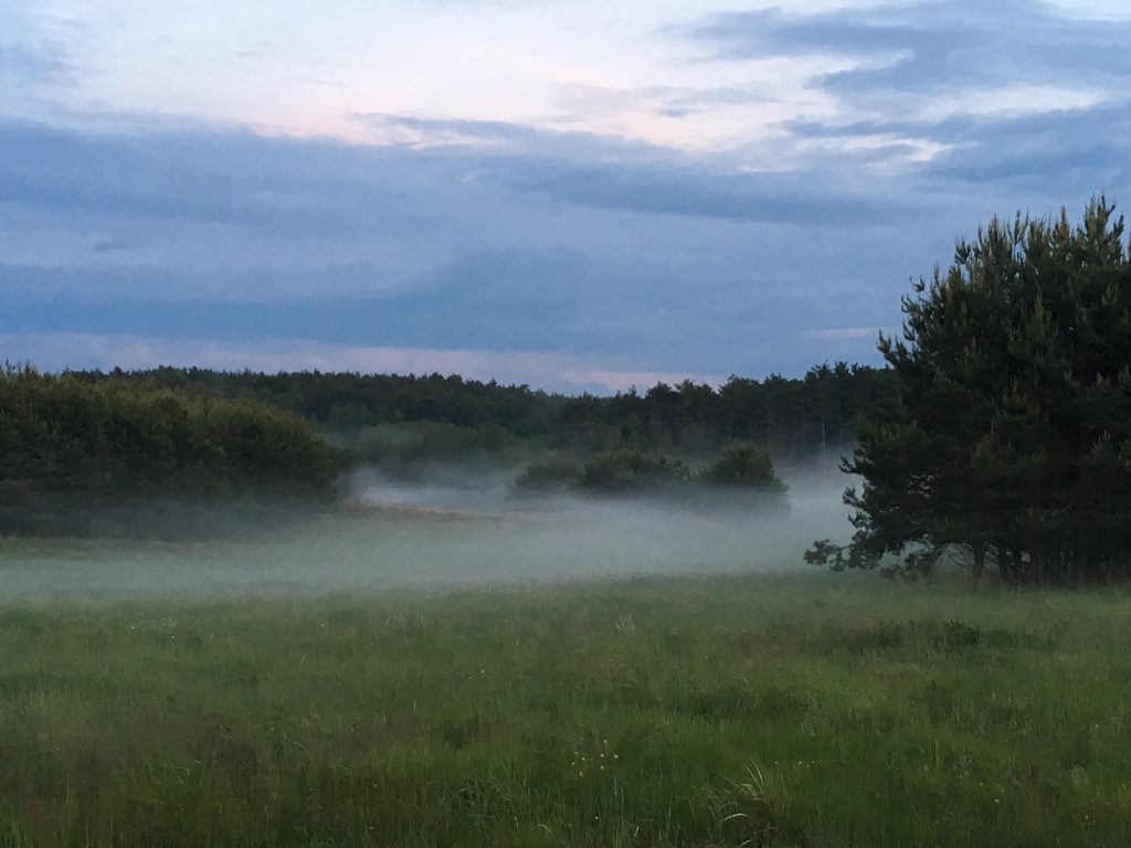 A picture of the national park, there is mist over a green field and trees in the background.